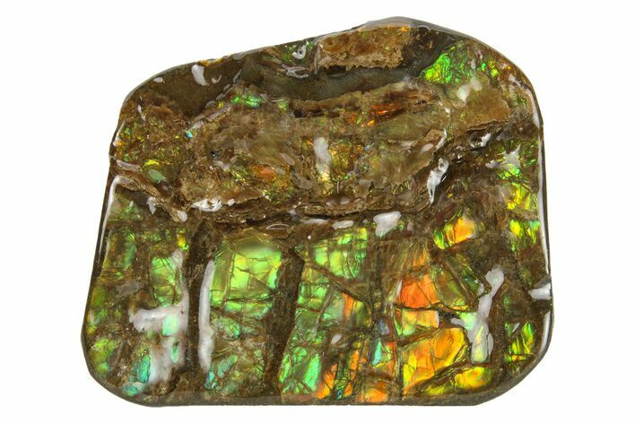 Iridescent Ammolite (Fossil Ammonite Shell) - Rainbow Colors #293352